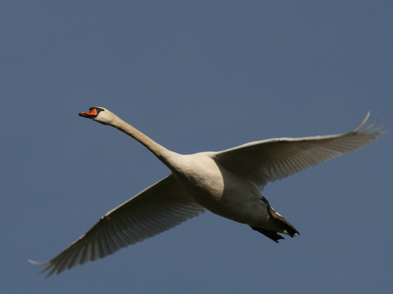 Cygne tubercul