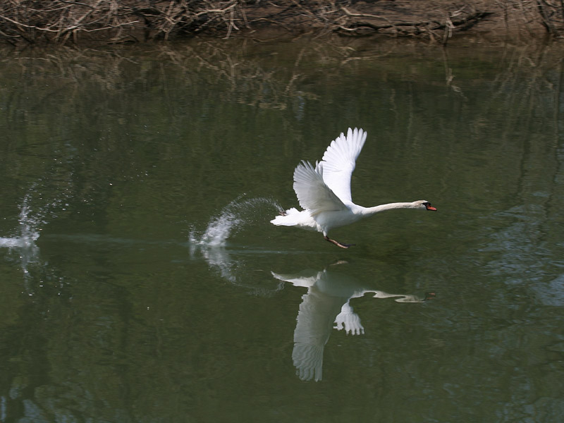 Cygne tubercul