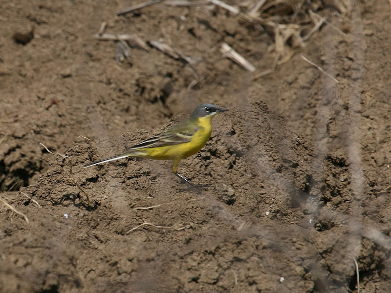 Bergeronnette printanière