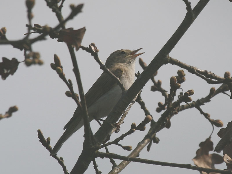 Pouillot de Bonelli