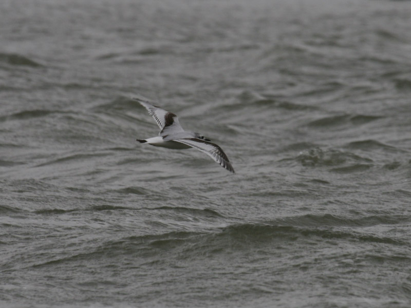 Mouette pygme
