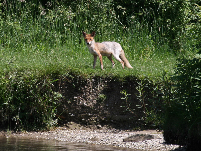 Renard roux