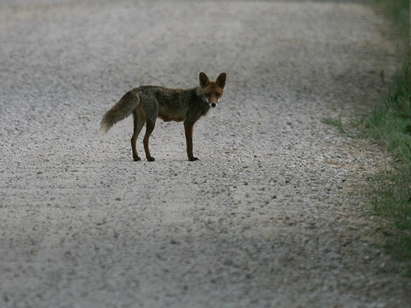 Renard roux