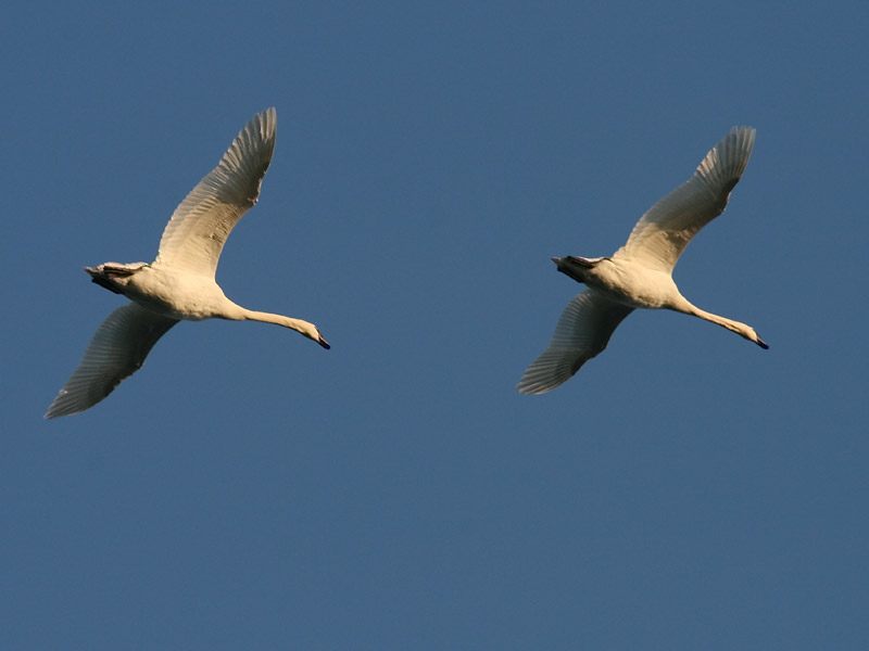 Cygne tubercul