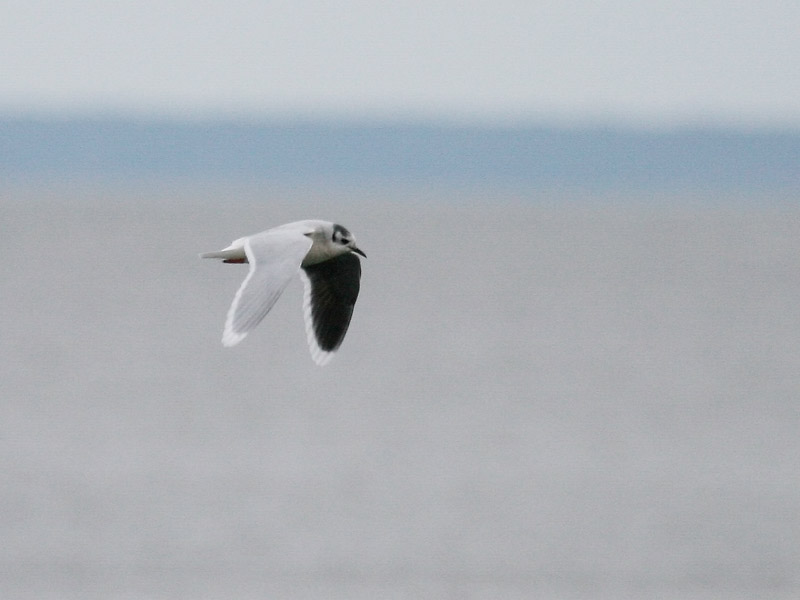 Mouette pygme