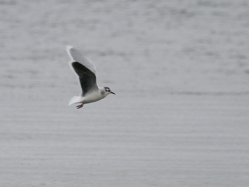Mouette pygme