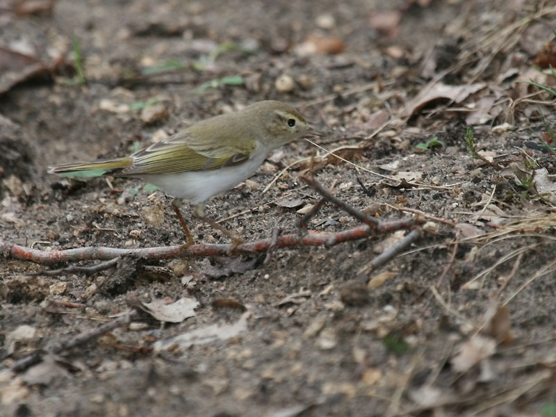 Pouillot de Bonelli