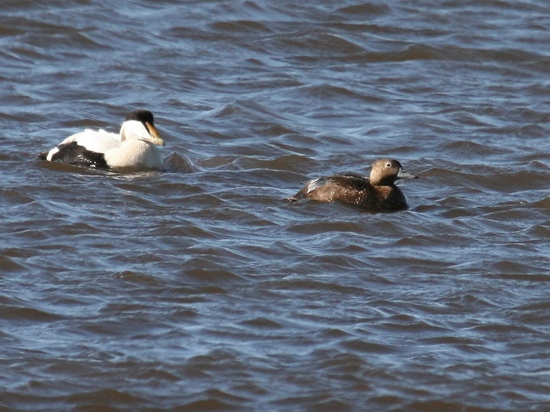 Eider de Steller