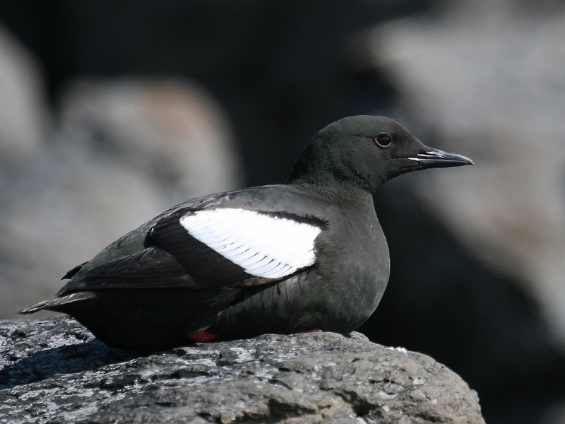 Guillemot  miroir