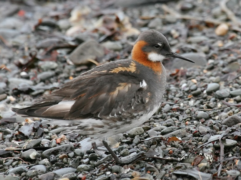Phalarope  bec troit