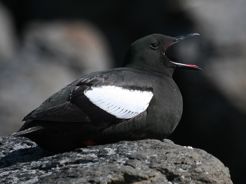 Guillemot  miroir