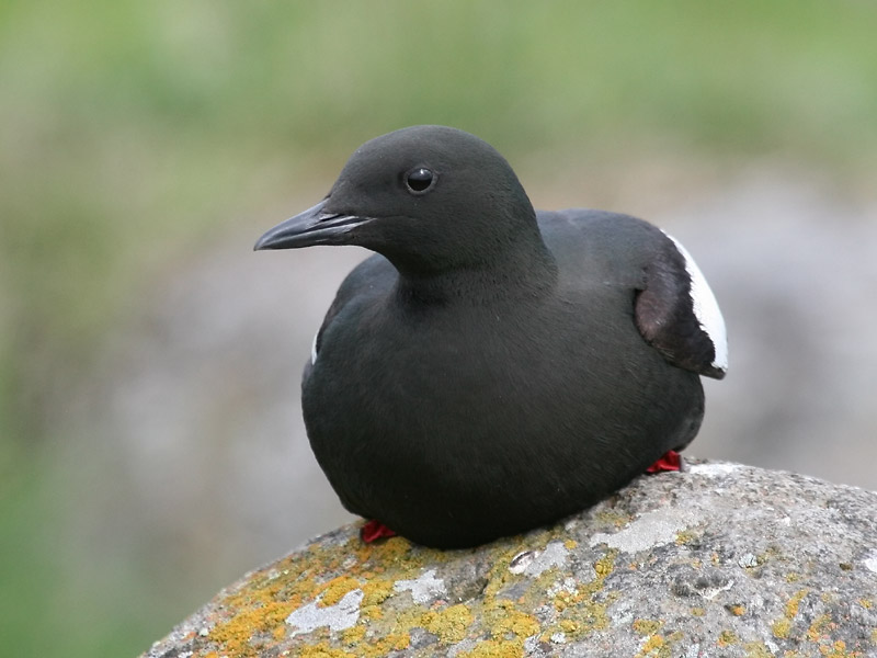 Guillemot  miroir