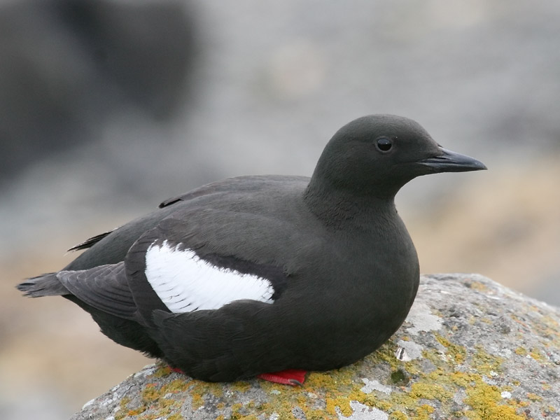 Guillemot  miroir