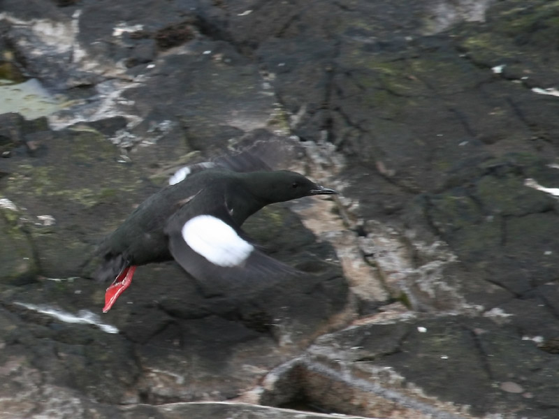 Guillemot  miroir