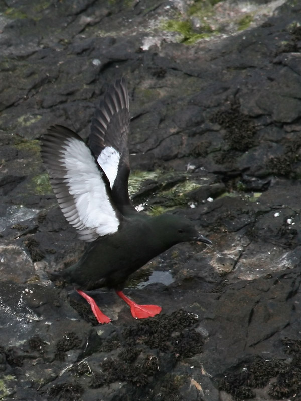 Guillemot  miroir