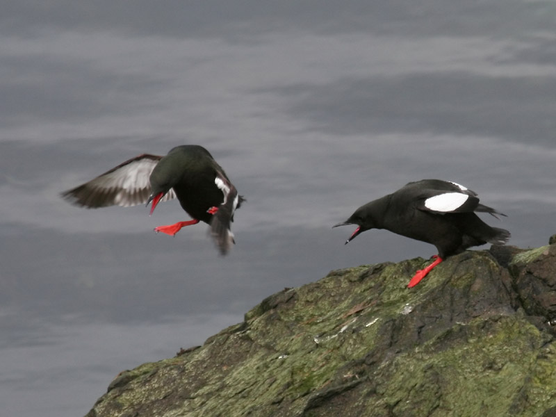 Guillemot  miroir
