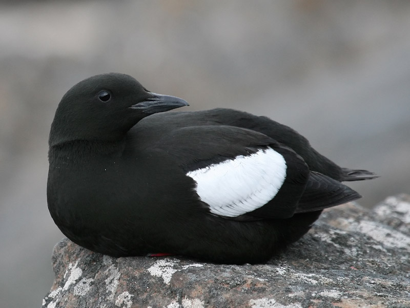 Guillemot  miroir
