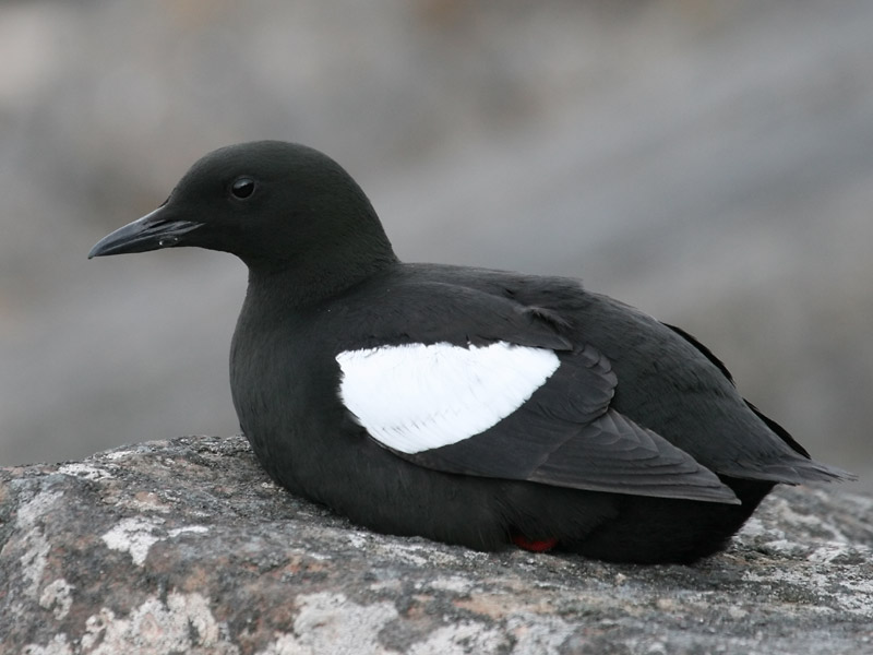 Guillemot  miroir