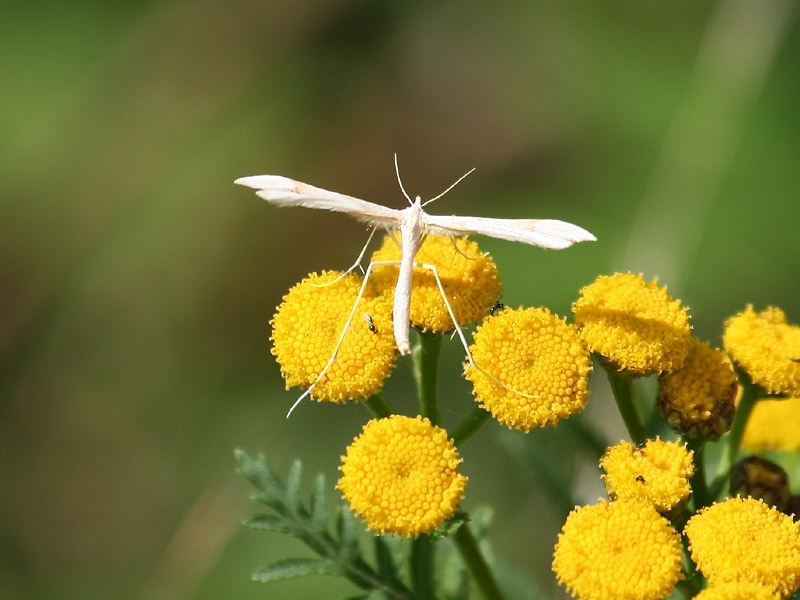Ptrophore blanc