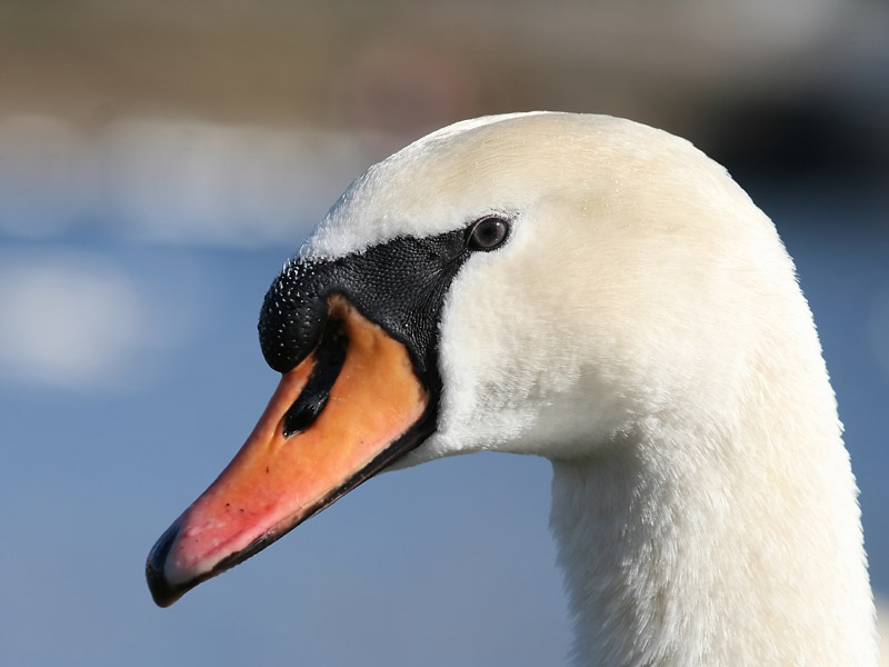 Cygne tubercul
