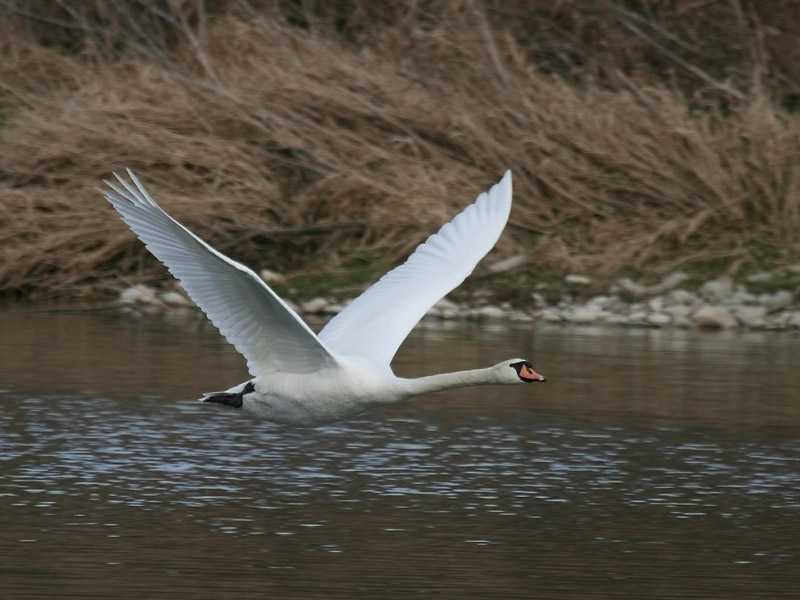 Cygne tubercul