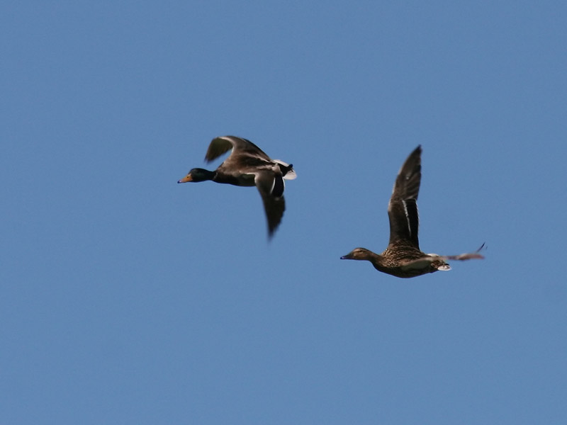 Canard colvert