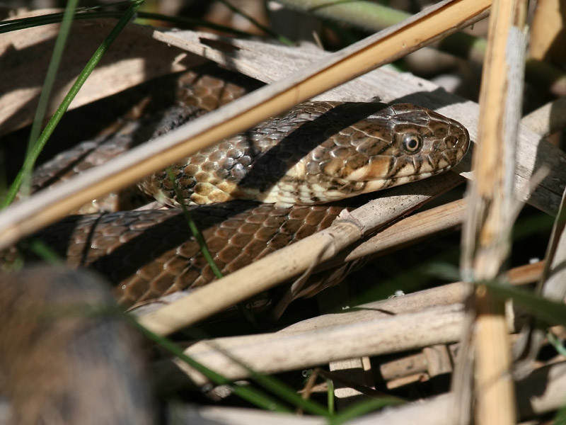 Couleuvre vipérine Couleuvre vipérine