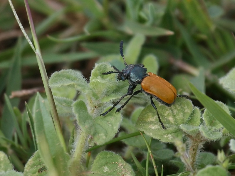 Labidostomis taxicornis