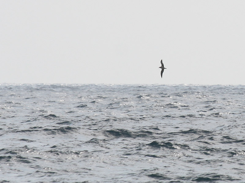 Puffin cendr