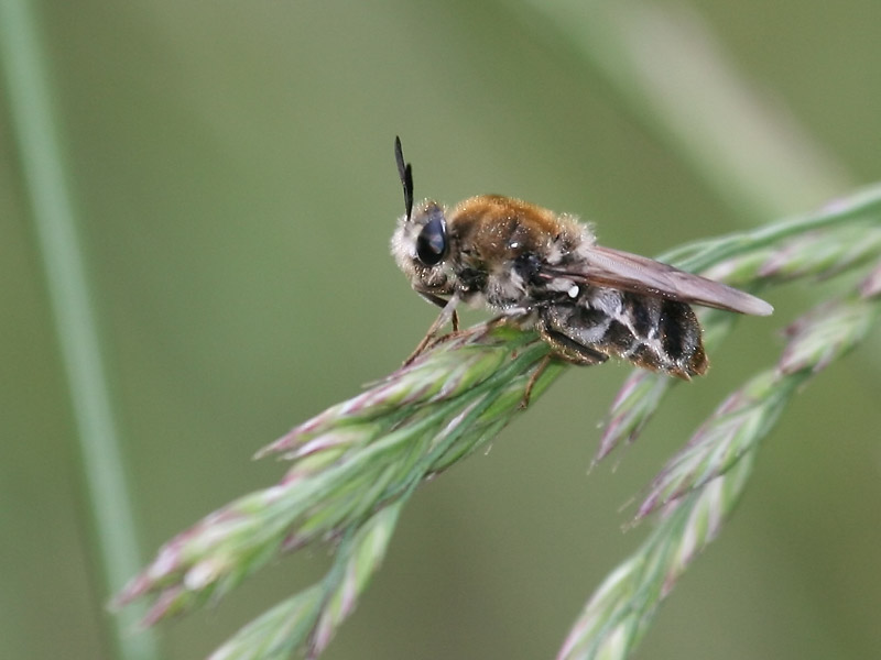 Eucera longicornis