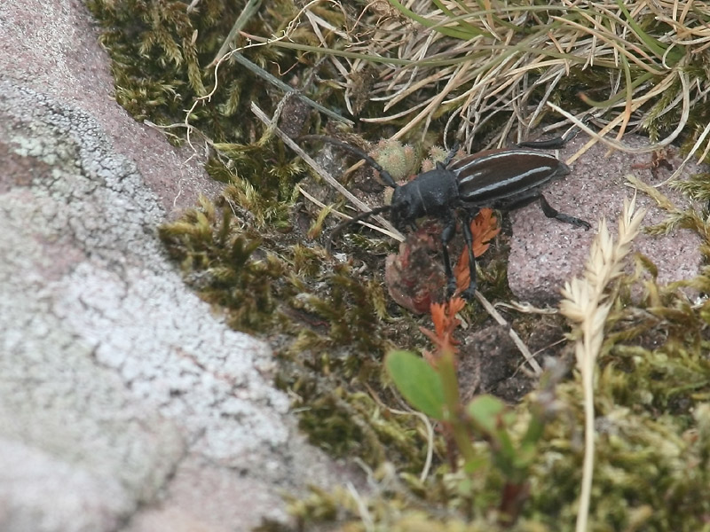Dorcadion fuliginator