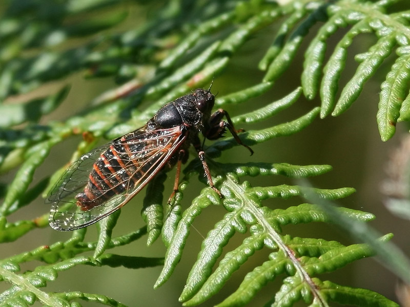 Petite cigale montagnarde