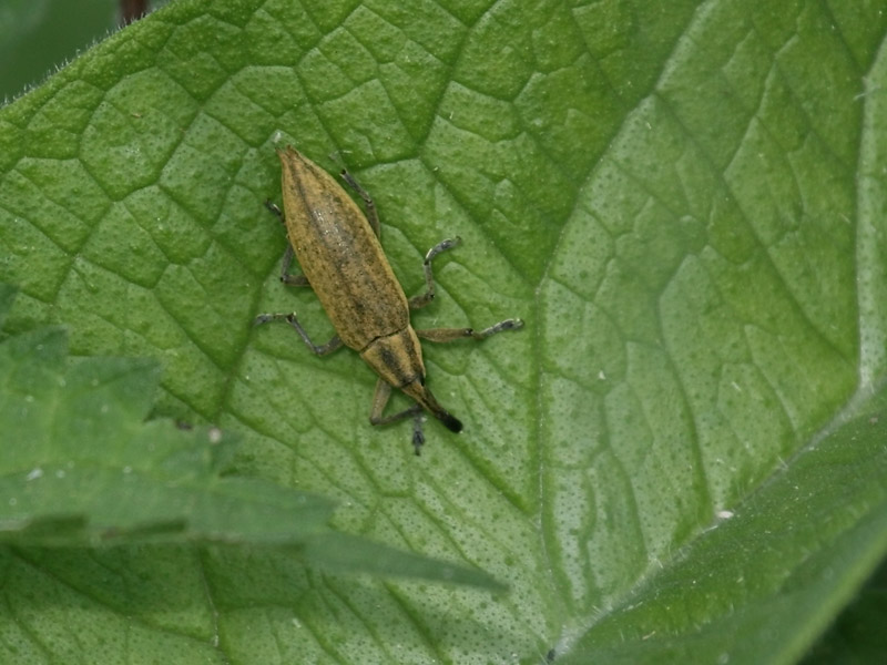 Lixus bardanae