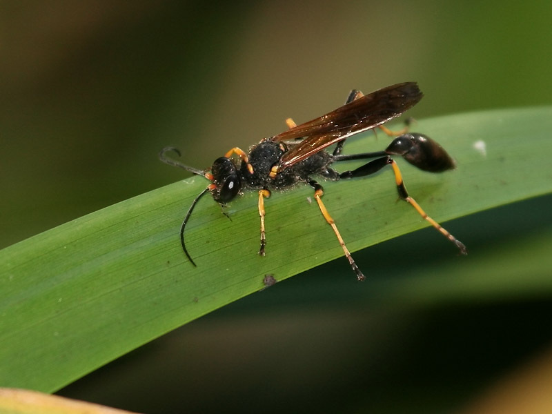 Sceliphron caementarium