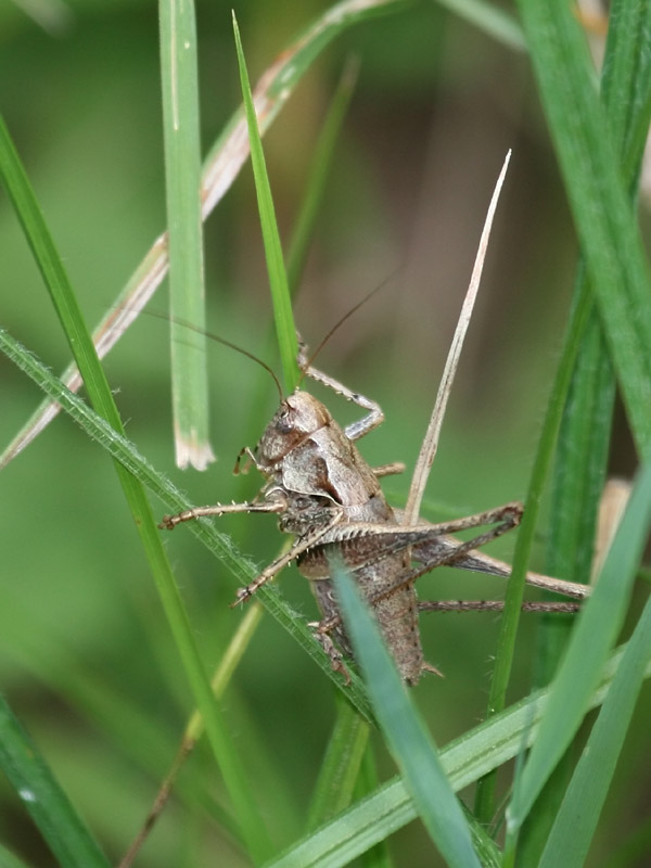 Pholidoptère cendrée Pholidoptère cendrée