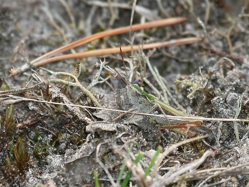 Criquet des jachères Criquet des jachères