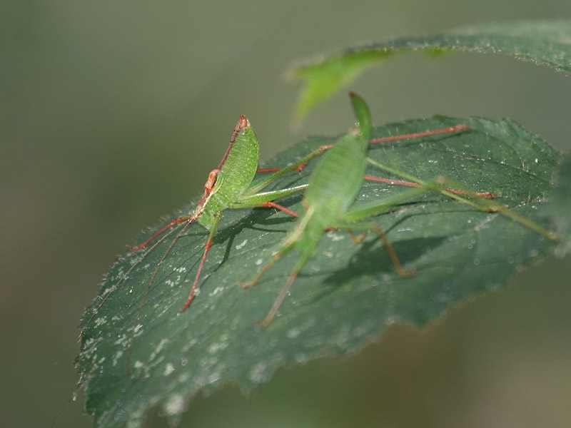 Leptophye ponctuée Leptophye ponctuée