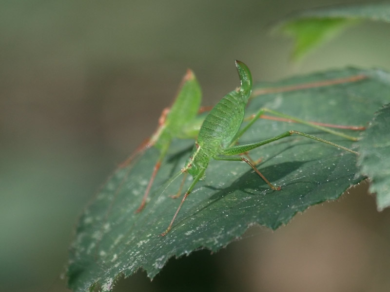 Leptophye ponctuée Leptophye ponctuée
