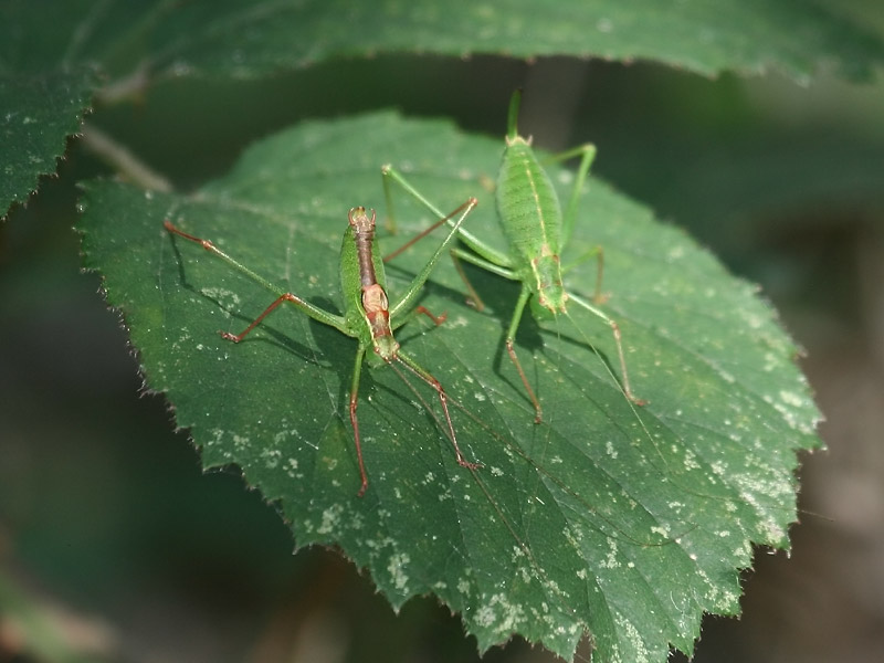 Leptophye ponctuée Leptophye ponctuée