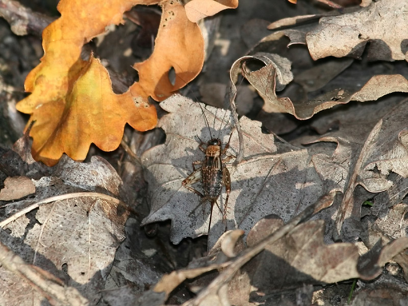 Grillon des bois Grillon des bois