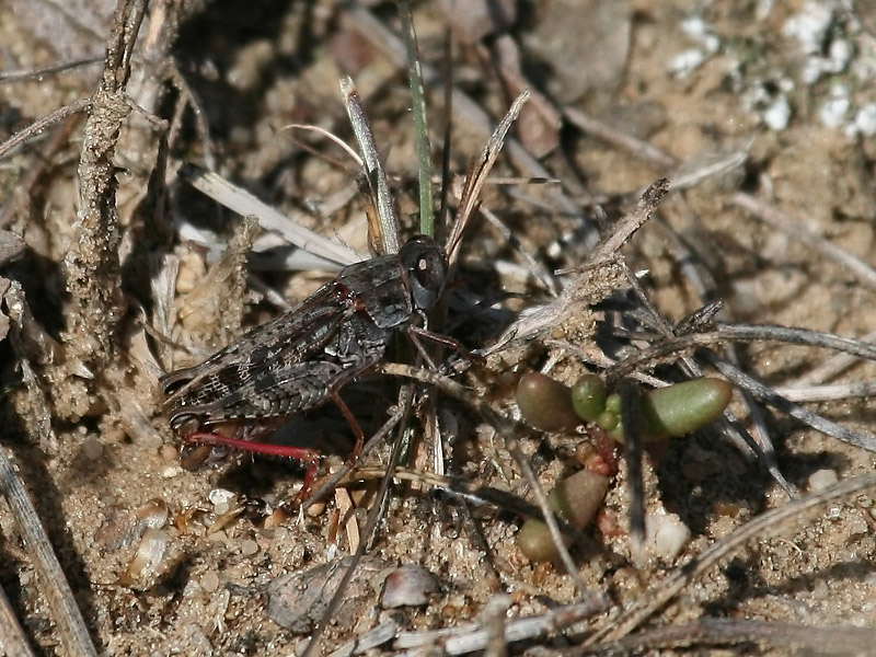 Caloptène ochracé Caloptène ochracé
