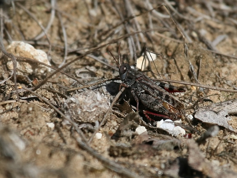 Caloptène ochracé Caloptène ochracé