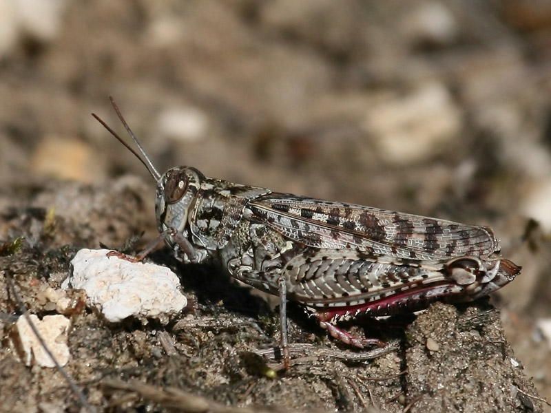 Caloptène ochracé Caloptène ochracé