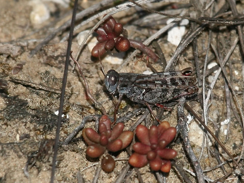 Caloptène ochracé Caloptène ochracé