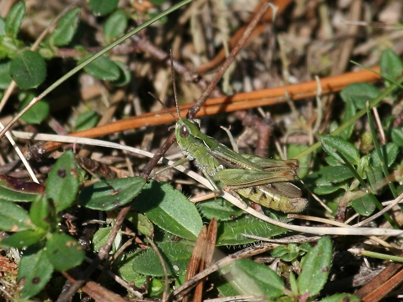 Criquet des jachères Criquet des jachères