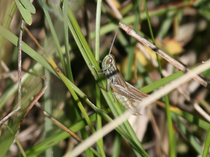Criquet des bromes Criquet des bromes