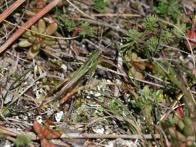 Sténobothre de la Palène Sténobothre de la Palène