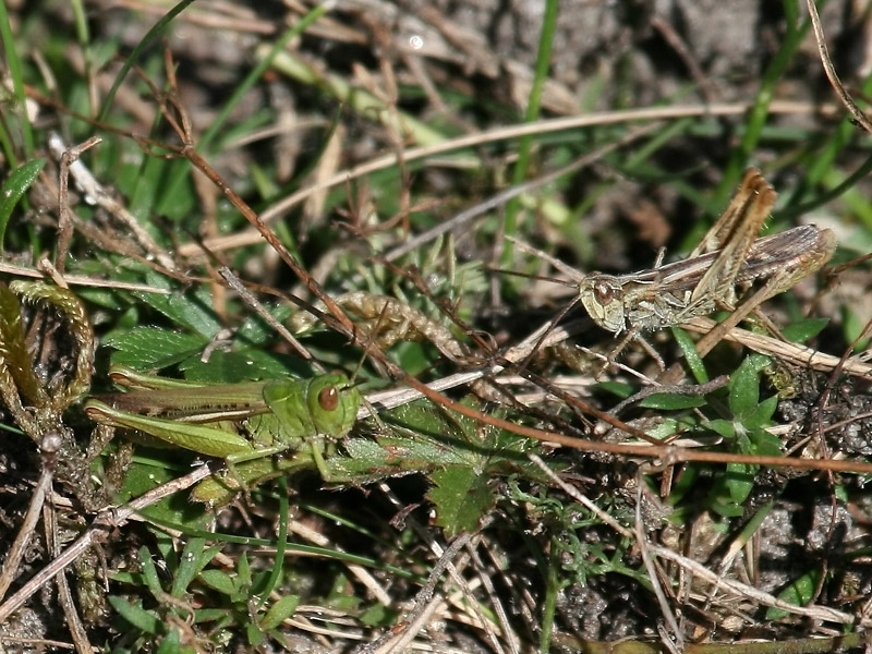 Criquet des jachères Criquet des jachères