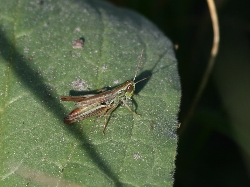 Criquet des bromes Criquet des bromes