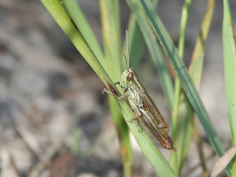Criquet des bromes Criquet des bromes